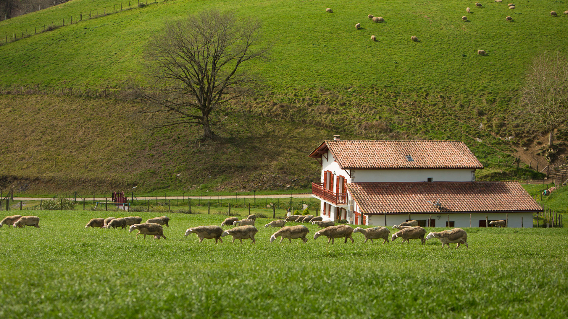 Brebis Amatik - Exploitation